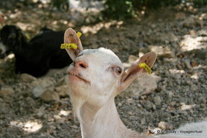 Encuentro Zaros con una cabra, Rouvas Gorge - Creta, Grecia