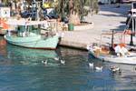 Patos en el canal, Georgioupoli, Creta.
