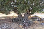 Viejo tronco del olivo torturado hasta Kastelli, Creta.