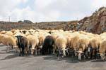 Rebaño de ovejas en el camino a Karidi, Creta.