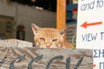 El gato rojo Matala, Creta.