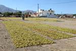El secado de las uvas para hacer pasas, llanura de Messara, Creta.