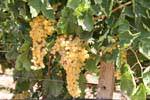 Vori, uvas blancas en un viñedo, Creta.
