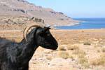 Zakros cabra negro, Creta.