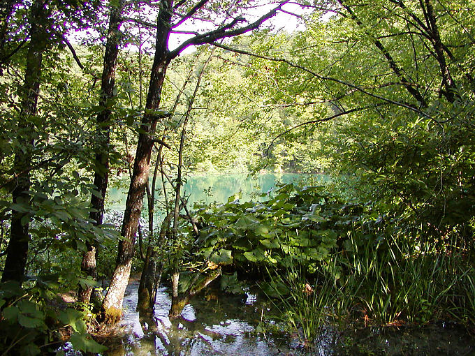 Vegetación protegida en Plitvice, Croacia