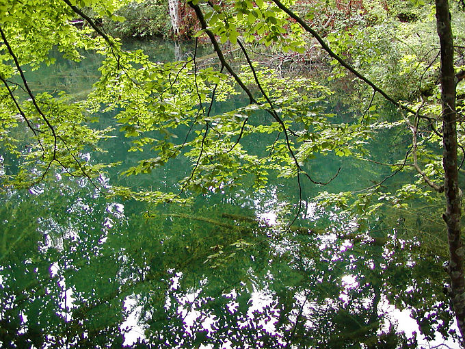 Reflexión verde en el agua verde, Plitvice, Croacia