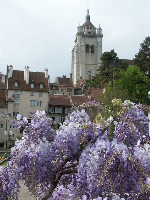 Wisteria antes de la torre del campanario de la iglesia de Notre Dame, Dole - Francia