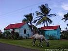 Caballo de pastoreo en frente de las cabañas tradicionales, Rep. Dominicana.