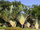 Árbol del viajero, Rep. Dominicana.