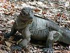 Mira de iguana en la orilla del Lago Enriquillo, Rep. Dominicana.
