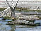 Camuflaje cocodrilo en Salt Lake Enriquillo, Rep. Dominicana.