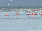 Flamingos, Lago Enriquillo, Rep. Dominicana.