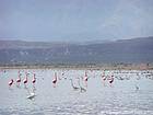 Multitud de los flamencos rosados y garcetas, Lago Enriquillo, Rep. Dominicana.