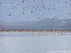 Multitud de pájaros que vuelan sobre el Lago Enriquillo, el paraíso ornitológico, Rep. Dominicana.