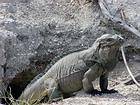 Iguana Terrier, Parque Nacional Lago Enriquillo e Isla Cabritos, Rep. Dominicana.