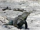 Iguana del Lago Enriquillo Cabritos, Rep. Dominicana.