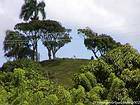 Ganado en la cima de una colina, Panes, Rep. Dominicana.