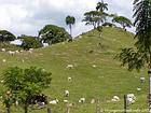 Manada de pastoreo en el alivio a Panes, Rep. Dominicana.
