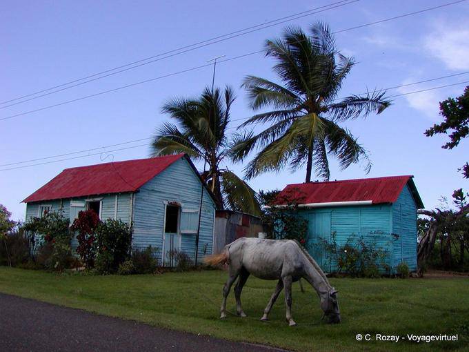Caballo de pastoreo en frente de las cabañas tradicionales, Rep. Dominicana