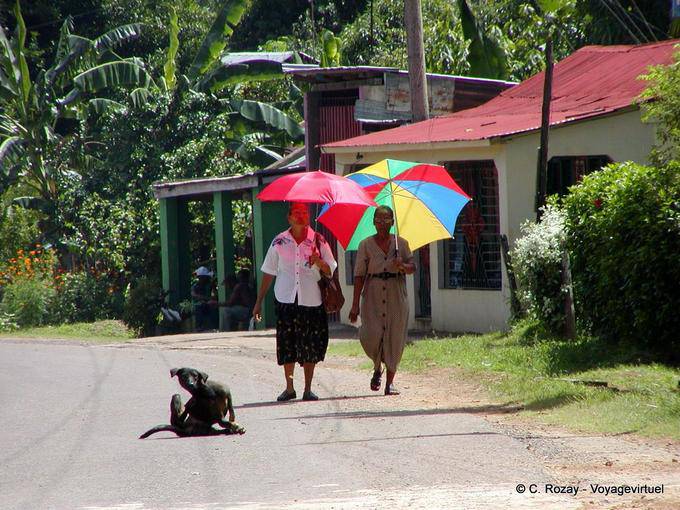 Bajo los paraguas y perro dom rascarse, Rep. Dominicana