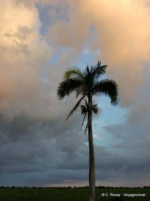 Palmera bajo las nubes, Rep. Dominicana