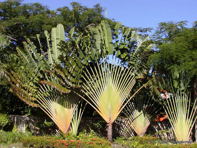 Árbol del viajero, Rep. Dominicana