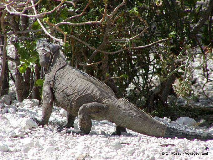 Rhinoceros iguana en acción, Enriquillo de la iguana, Rep. Dominicana
