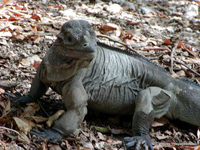 Mira de iguana en la orilla del Lago Enriquillo, Rep. Dominicana