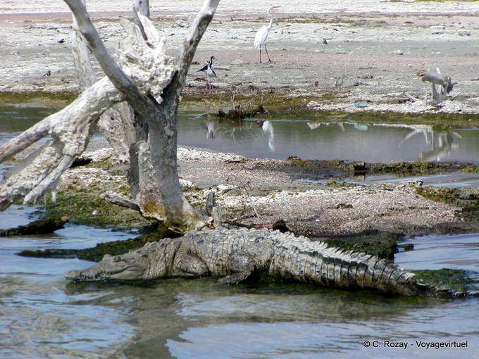Camuflaje cocodrilo en Salt Lake Enriquillo, Rep. Dominicana