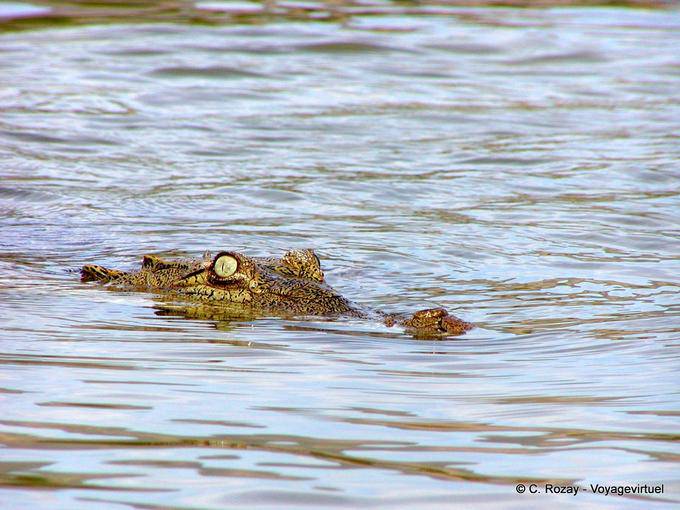 Ojo y nariz de cocodrilo que emerge de las aguas saladas del Lago Enriquillo, Rep. Dominicana