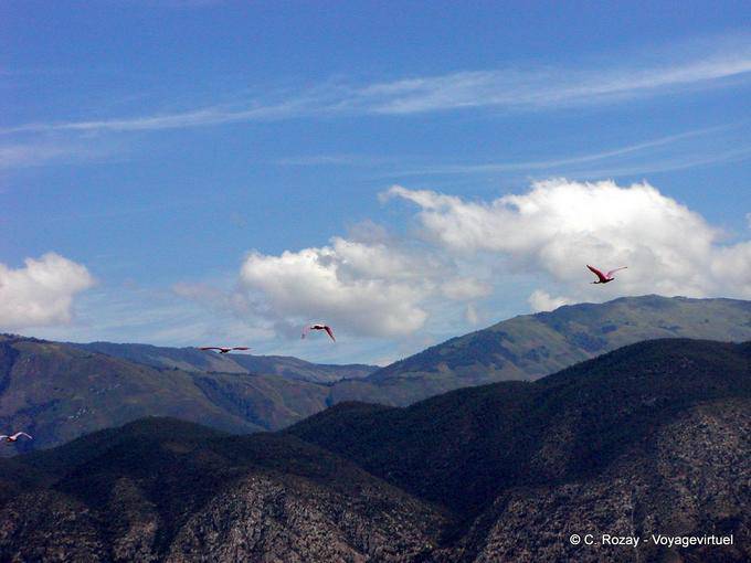 Flamencos vuelos, Enriquillo, Rep. Dominicana