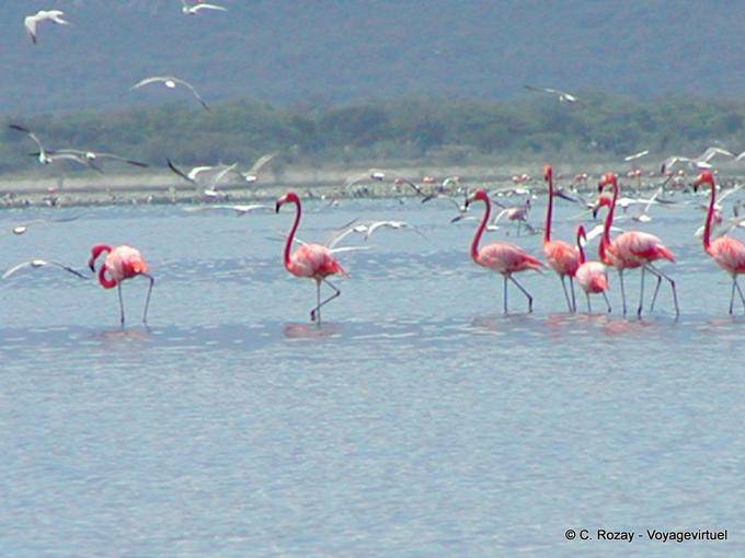 Flamingos, Lago Enriquillo, Rep. Dominicana