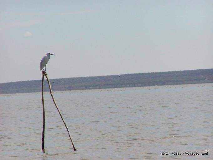 Garza blanca o Garza Sardeña, Lago Enriquillo, Rep. Dominicana