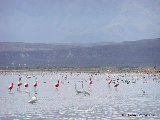 Multitud de los flamencos rosados y garcetas, Lago Enriquillo, Rep. Dominicana