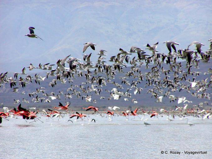 Vuelo de pájaros en el lago, el Lago Enriquillo, Rep. Dominicana