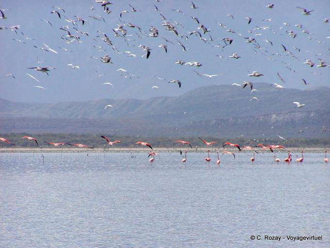 Multitud de pájaros que vuelan sobre el Lago Enriquillo, el paraíso ornitológico, Rep. Dominicana