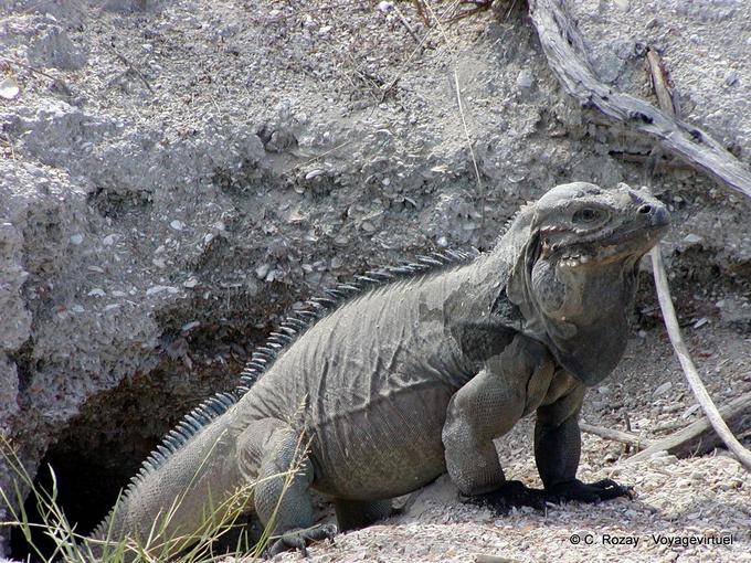 Iguana Terrier, Parque Nacional Lago Enriquillo e Isla Cabritos, Rep. Dominicana