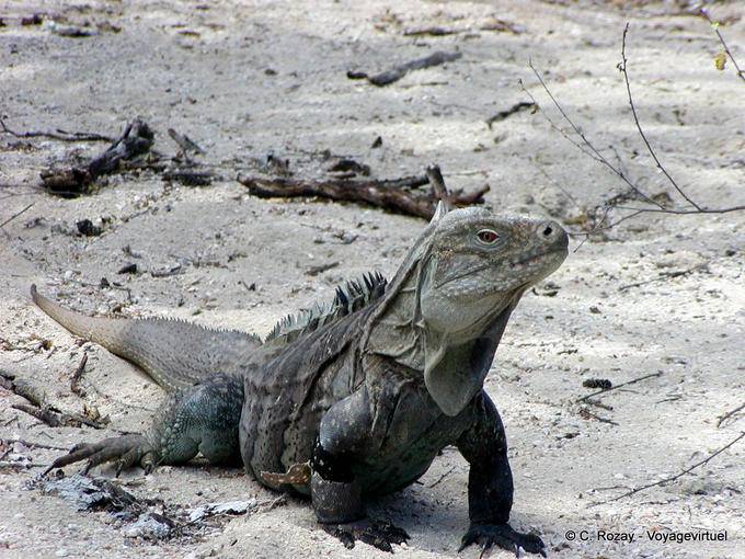 Iguana del Lago Enriquillo Cabritos, Rep. Dominicana