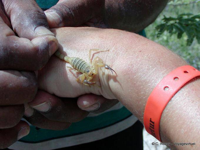 Escorpión amarillo en la mano, el Lago Enriquillo, Rep. Dominicana