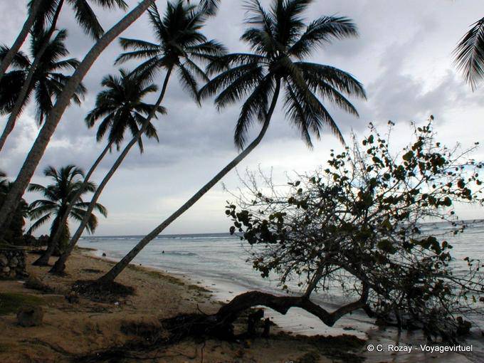 Coco examinó la playa desierta, Juan Dolio, Rep. Dominicana