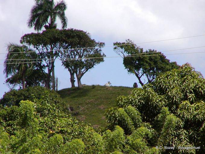 Ganado en la cima de una colina, Panes, Rep. Dominicana