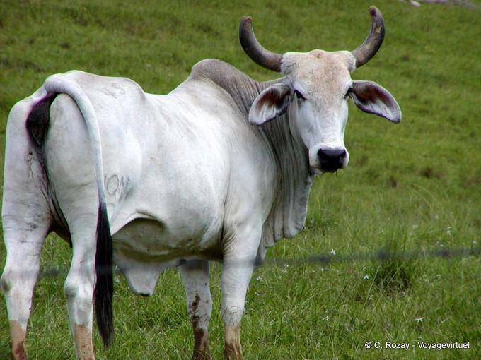 Campo Cebú, Miches Hata Mayor, Rep. Dominicana