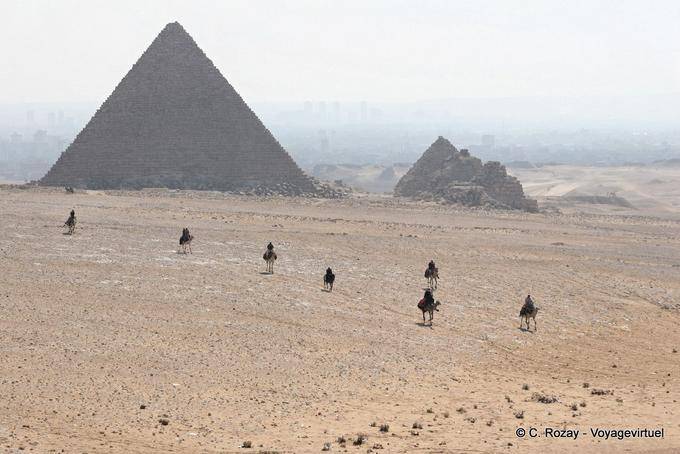 Camello en el desierto de la necrópolis de Giza - Egipto