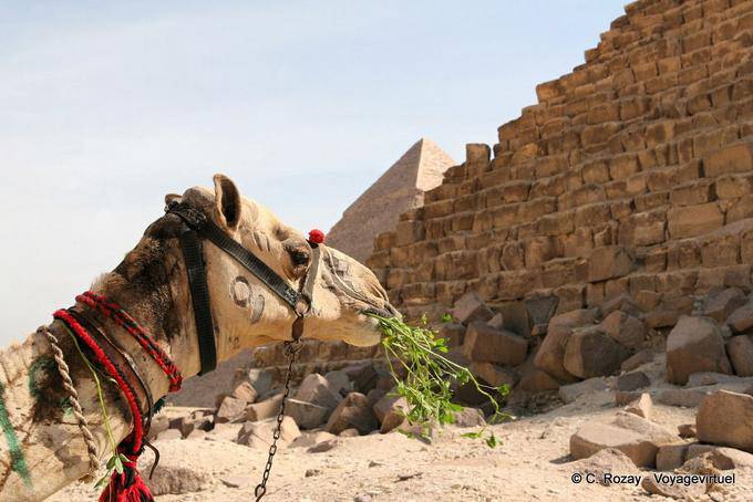 Retrato dun camello delante de las pirámides de Giza, - Egipto