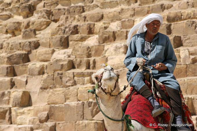 Camello delante de los bloques de la pirámide de Keops - Egipto