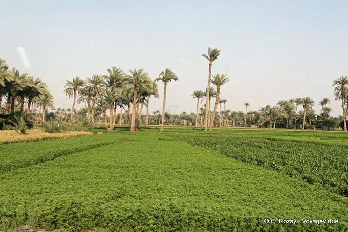 El campo cercano Saqqara - Egipto