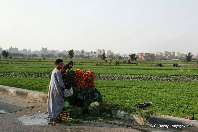 Recién cosechada zanahorias y otras verduras, El Cairo - Egipto
