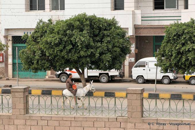 Un burro en el muelle de El Bahr, Esna - Egipto