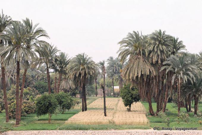 Campo campo cultivado alrededor de Esna - Egipto