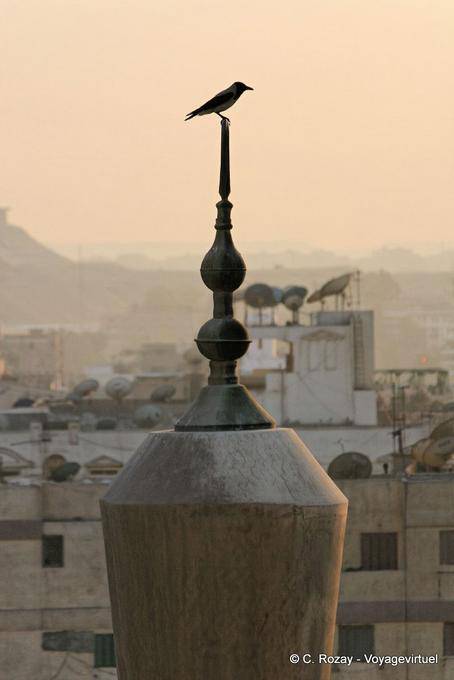 Pájaro encima de un minarete, El Cairo - Egipto